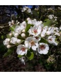 Pyrus communis ‘Silk King’